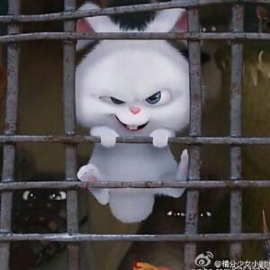 芝加洛杉